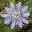 Maypop