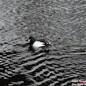 Common Goldeneye