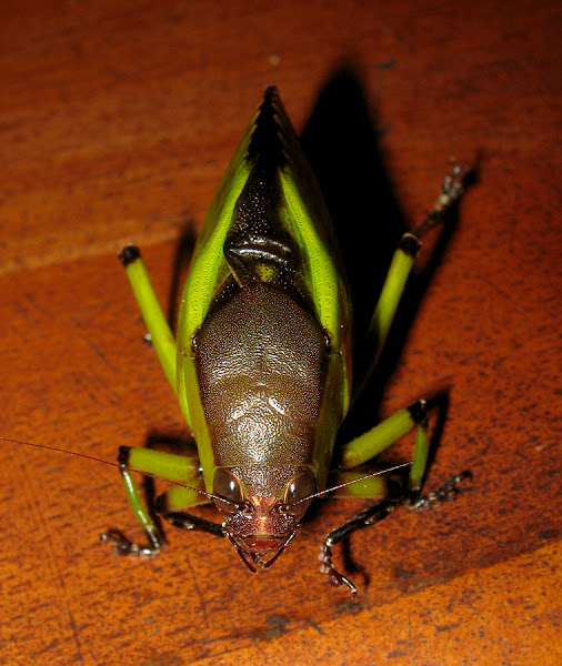Hard-shelled Katydid | Project Noah