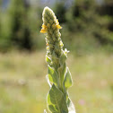 Common mullein
