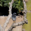 Black Redstart