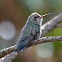 Broad-billed Hummingbird
