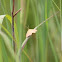 Chickweed Geometer