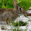 Eastern cottontail rabbit
