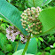 Milkweed