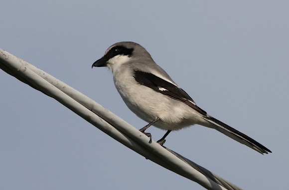 Spotting Image 1