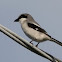 Loggerhead Shrike