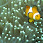Ocellaris clownfish