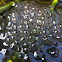 Common frog eggs
