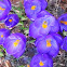Crocus