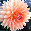 Dahlia