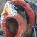 Column Stinkhorn