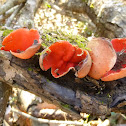 Scarlet Cup