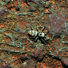 Zebra Jumping Spider
