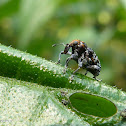 Weevil