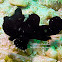 Randall's Frogfish