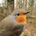 European Robin