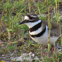 Killdeer