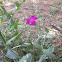 Rose Campion
