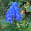 Wolfsbane