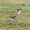 Crowned Plover (Crowned Lapwing)