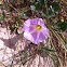 campanilla de mar