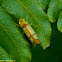 Sharpshooter Leafhopper