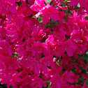 Azalea