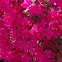 Azalea