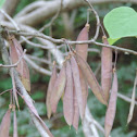 Redbud seedpods