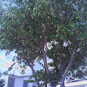 Pata de Vaca