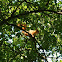 Eurasian Red Squirrel