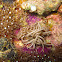 Phyllodesmium briareum