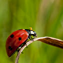 Lady Bug