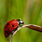 Lady Bug