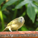Palm Tanager