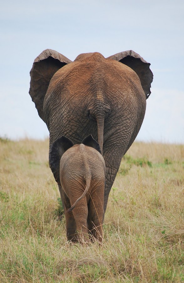 by Bernice Glimberg - Animals Other Mammals