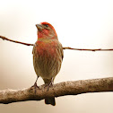 housefinch