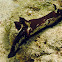 Nembrotha mullineri