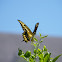 King Swallowtail (Thoas Swallowtail)