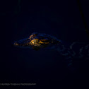 American Alligator