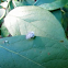 Green lacewing larva