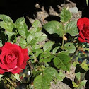 Miniature Rose 