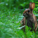 Eastern cottontail