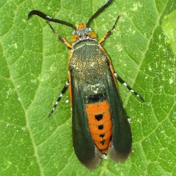 Squash Vine Borer Moth Project Noah