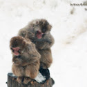 Japanese Macaque