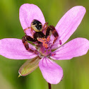 Crab spider, araña cangrejo