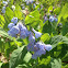 Virginia Bluebells