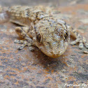 Baby European common gecko