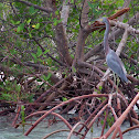 Tricolored Heron